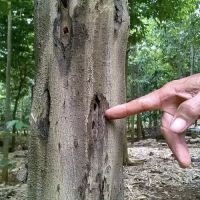 Đâu là những khu vực nổi tiếng về sản xuất trầm hương?