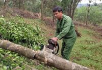 Quy trình thu hoạch trầm hương như thế nào?