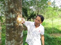 Trầm Hương Và Kỳ Nam: Phân Biệt Và Lựa Chọn