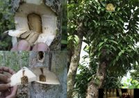 Trầm Hương Khác Kỳ Nam Như Thế Nào? Tìm Hiểu Chi Tiết
