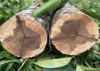 Cây trầm hương có trồng trong nhà được không? Những điều bạn cần biết