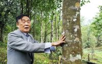 Giá trầm hương nhân tạo: Sự khác biệt so với trầm tự nhiên
